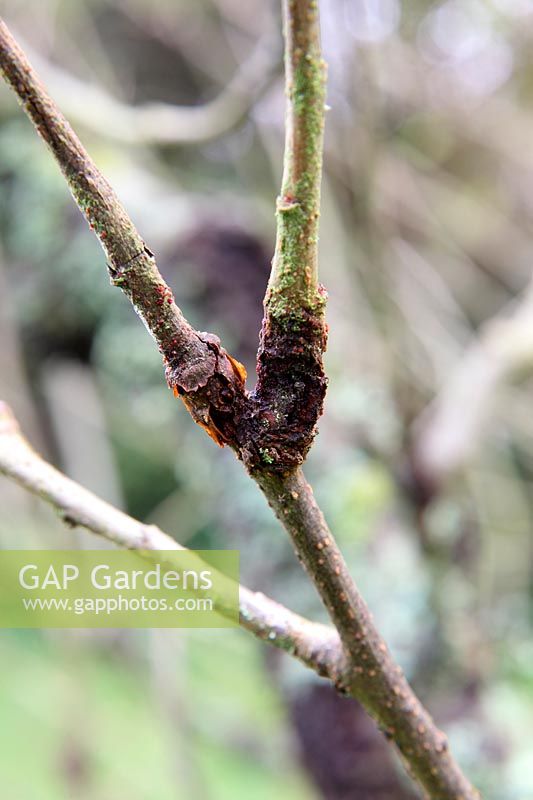 Nectria gallingena - Apple canker on Malus domestica cultivar