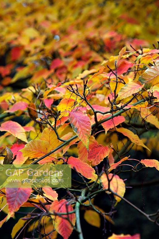 Acer davidii 'Ernest Wilson' autumn colour