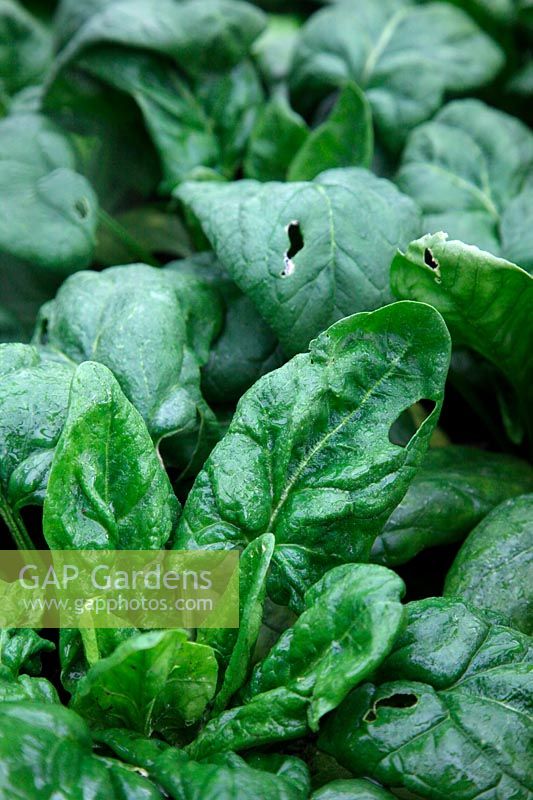 Spinacia oleracea Spinach 'Amazon'