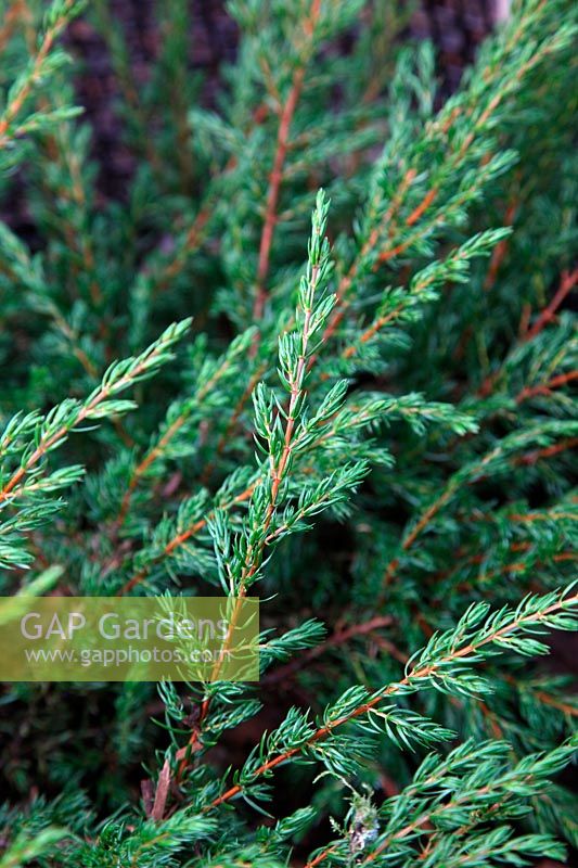 Juniperus communis 'Repanda' AGM