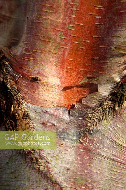 Betula albosinensis 'K Ashburner' bark