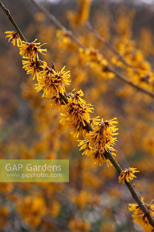 Hamamelis 'Brevipetala'