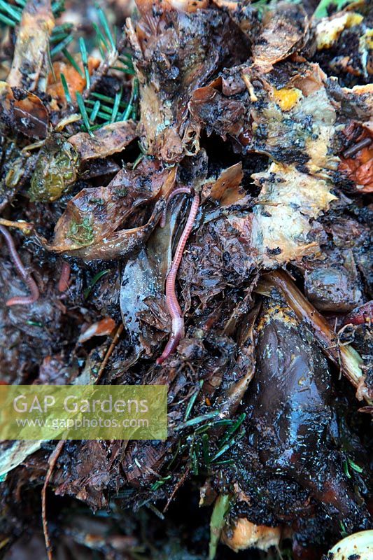 Earthworms in partly digested home compost - shown in a bin as compost is turned