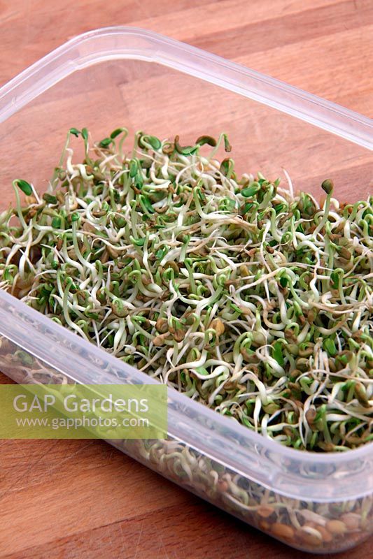 Trigonella foenum-graecum - Fenugreek - grown as sprouted vegetables for eating  - sprouted at home from dried seeds in a food storage container