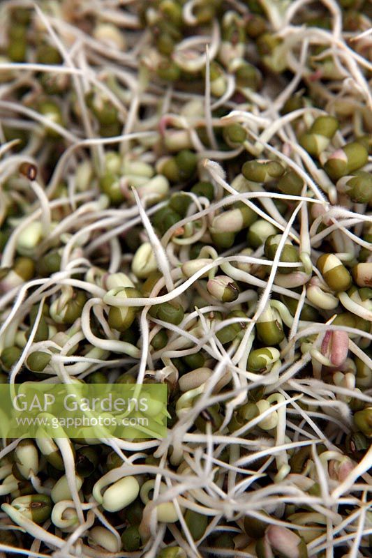 Trigonella foenum-graecum - Fenugreek - grown as sprouted vegetables for eating  - sprouted at home from dried seeds in a food storage container