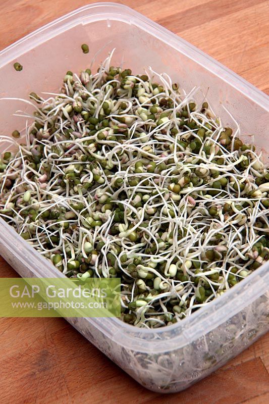 Mung bean sprouts - Vigna radiata - sprouted at home from dried beans in a food storage container