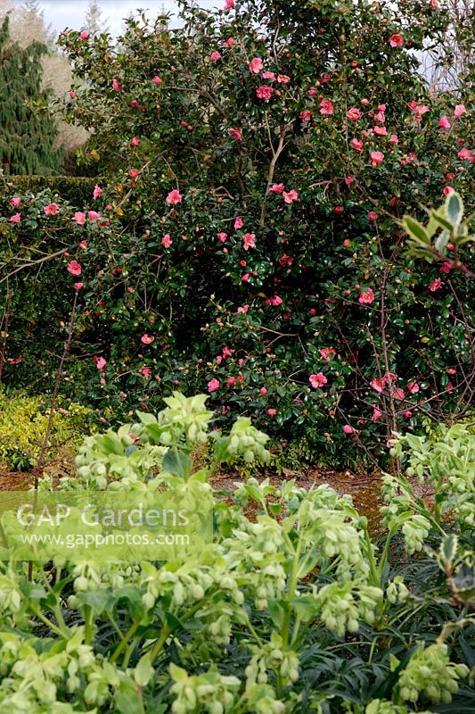 Helleborus foetidus AGM with Camellia 'Saint Ewe'