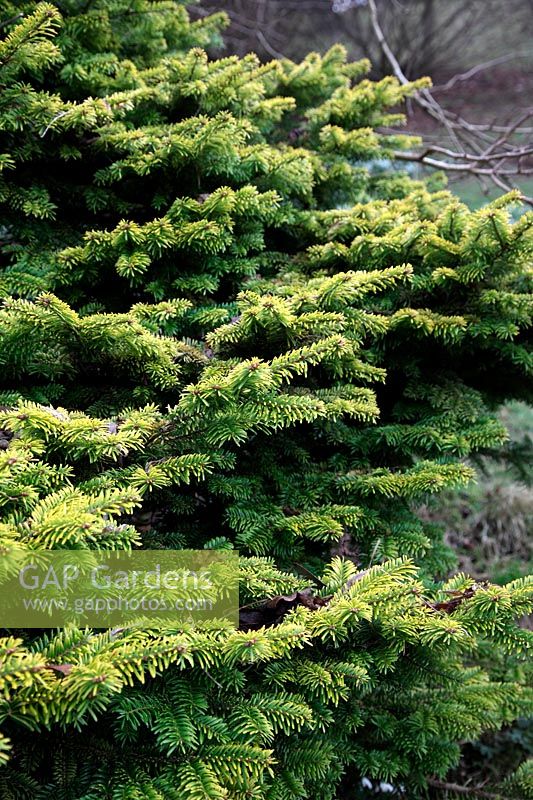 Abies nordmanniana 'Golden Spreader' AGM