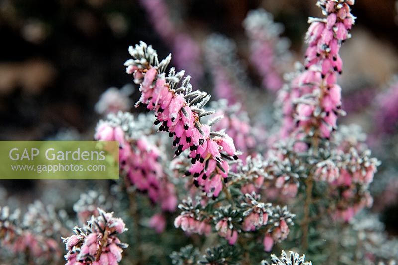 Erica x darleyensis 'Lucie' with hoar frost in late winter