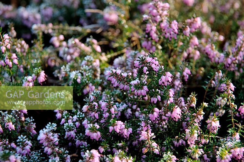 Erica carnea 'C J Backhouse' with frost in late winter
