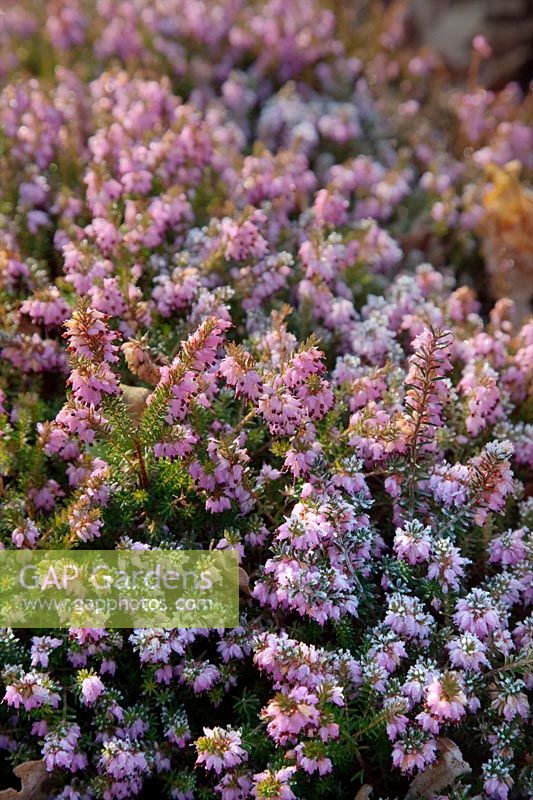 Erica carnea 'Lesley Sparkes' with frost in late winter