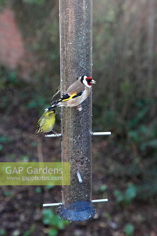 Siskin and Goldfinch on niger seed feeder Carduelis spinus and Carduelis carduelis
