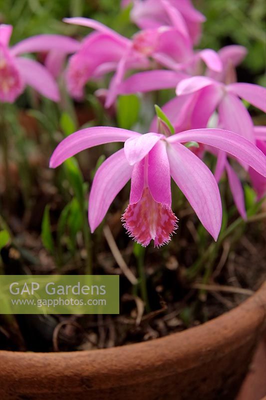 Pleione bulbocodioides growing in clay terracotta pot