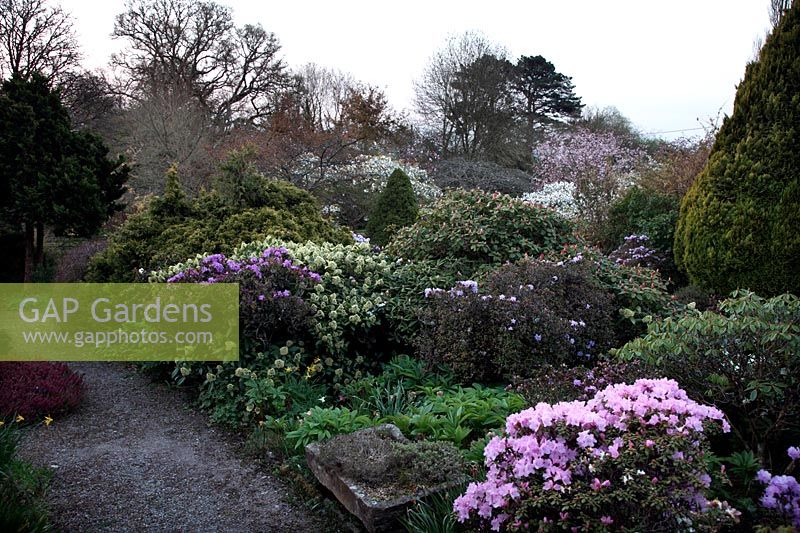 Chiffchaffs Garden, Bourton, Dorset - Foreground - Rhododendron 'Phalarope', Skimmia 'Kew Green' and Rhododendron 'Saint Breward'