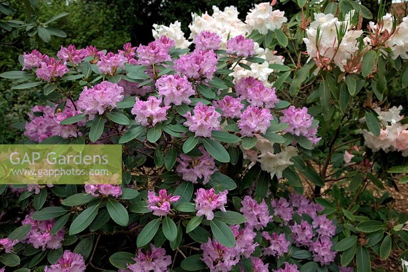 Rhododendron 'Susan' with Rhododendron 'Loderi King George' AGM