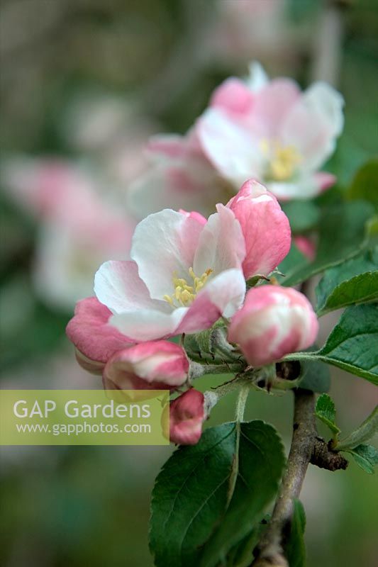 Apple blossom - Malus domestica 'Ashmead's Kernel'