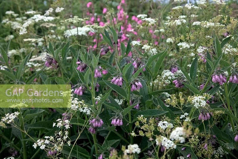 Symphitum x uplandicum - Comphrey growing among wildflowers at roadside including Cow Parsley Anthriscus sylvestris