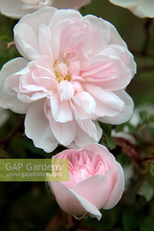 Rosa 'Stanwell Perpetual' scotch briar shrub rose