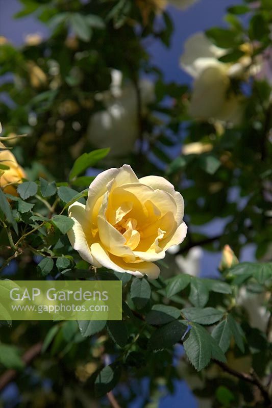 Rosa Fruhlingsgold shrub rose