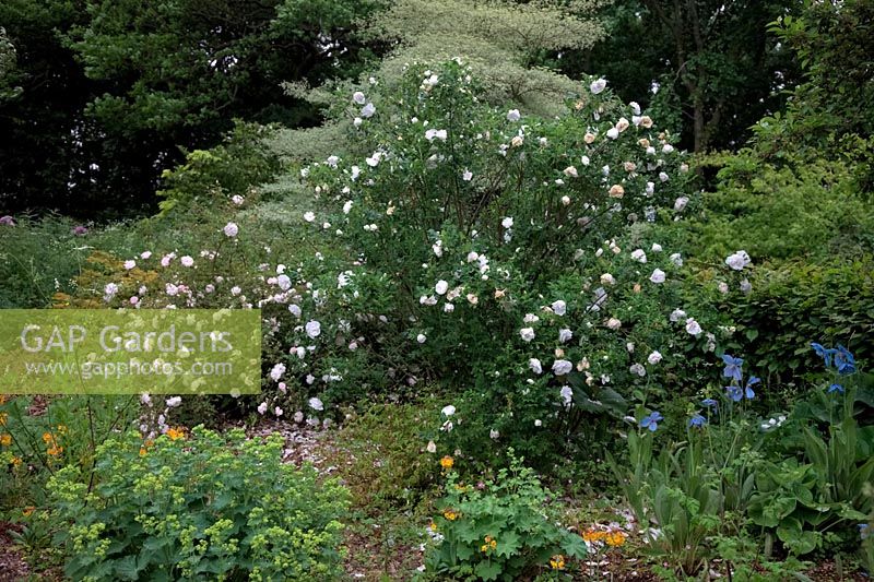 Shrub Roses - Rosa 'Stanwell Perpetual' and R. 'Blanc Double de Coubert'