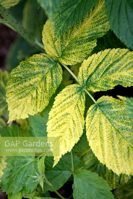 Rubus ideaus 'Autumn Bliss' Raspberry showing signs of virus infection