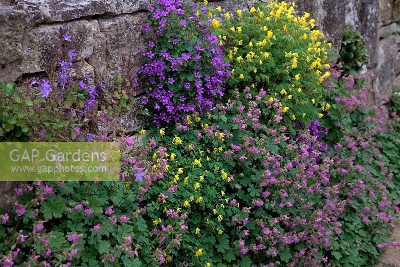 North facing wall planted with Corydalis, Campanula and Geranium at RHS Garden Wisley, UK