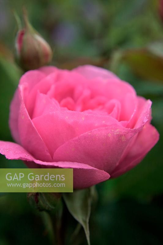 Shrub Rose - Rosa 'Gertrude Jekyll' with early morning dew