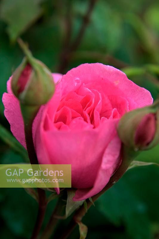 Shrub Rose - Rosa 'Gertrude Jekyll' with early morning dew