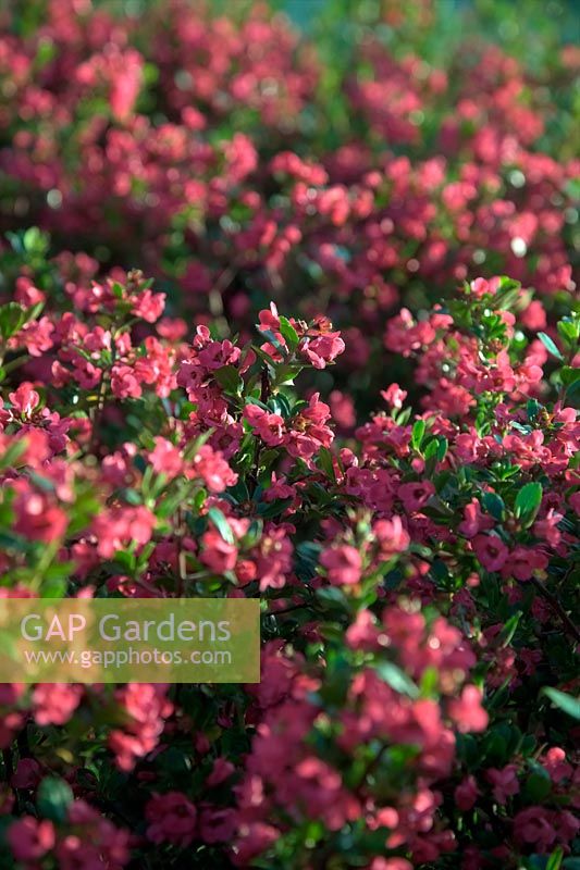 Escallonia 'Donard Radiance' AGM