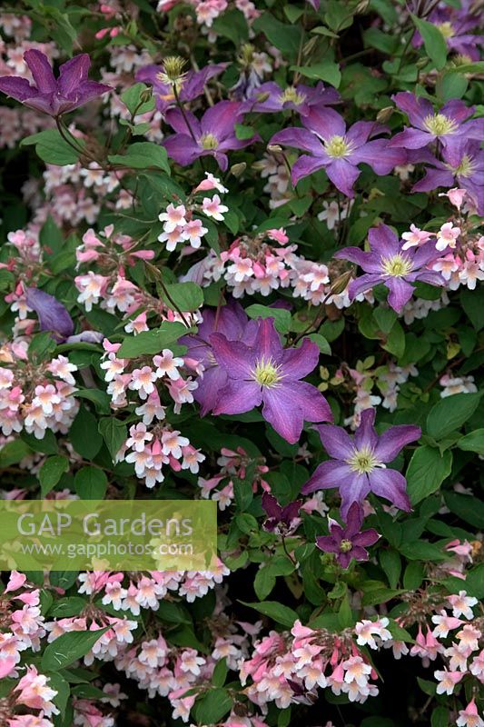 Clematis 'Bonanza' with Kolkwitza amabilis 'Pink Cloud'