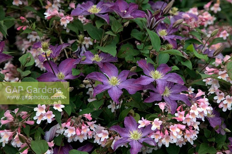 Clematis 'Bonanza' with Kolkwitza amabilis 'Pink Cloud'