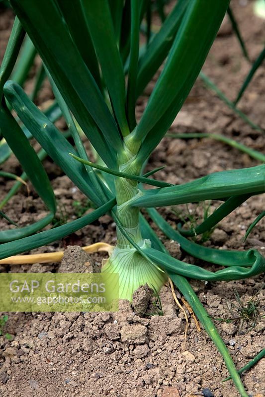 Allium - Onion 'Hiball' in early July
