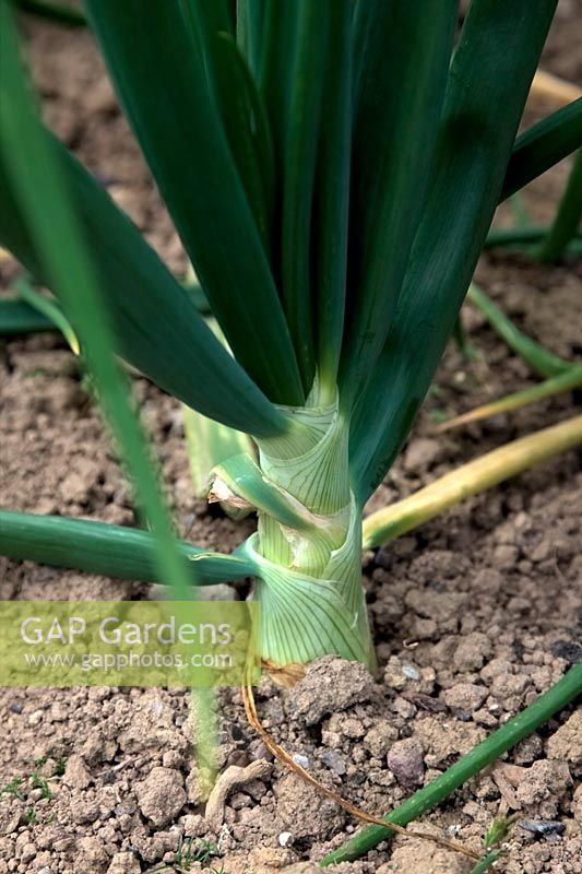 Allium - Onion 'Jaune des Cevennes' in early July