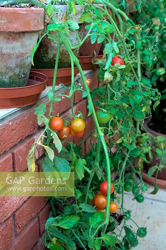 Solanum lycopersicum - Tomato 'Red Alert' growing in a conservatory