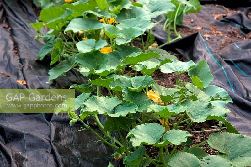 Winter Squash - vegetable garden in July with plants just starting to grow over mypex ground cover used to surpress weeds