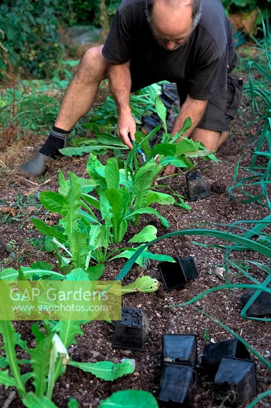 Lining out in the vegetable garden forcing Chicory Chichorium intybus 'Witloof Zoom' F1 having grown the seedlings on in 7cm pots