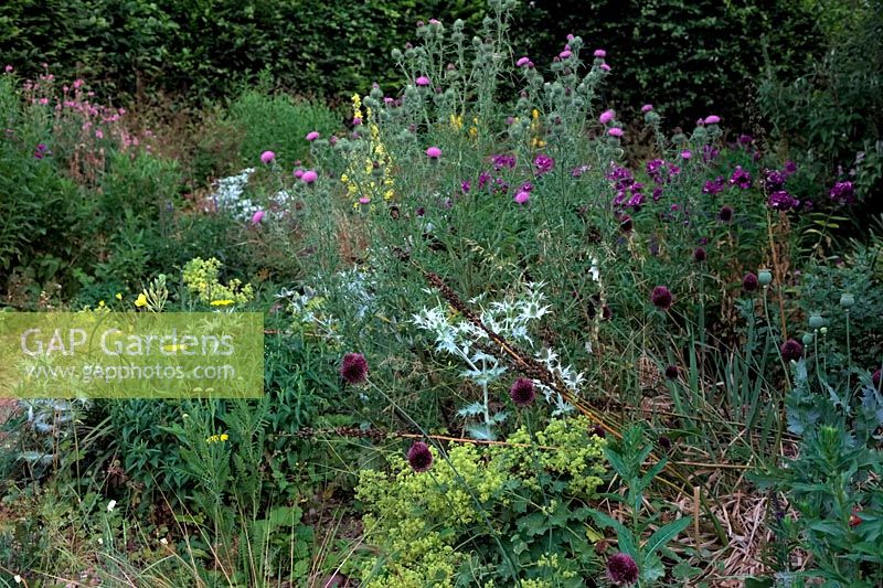 Spear Thistle - Cirsium vulgare retained in a naturalistic plating but will be removed before seed is dispersed