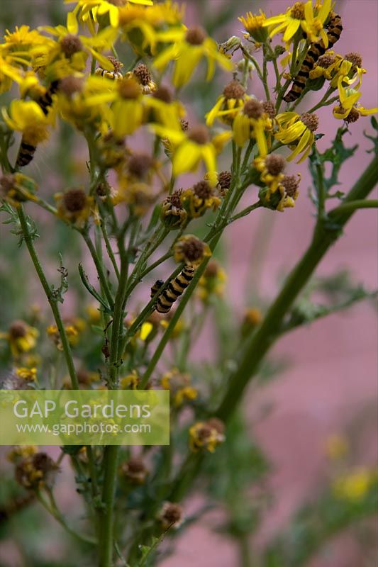 Senecio jacobea - Ragwort is the food plant of the larva of the Cinnibar moth - larvae shown