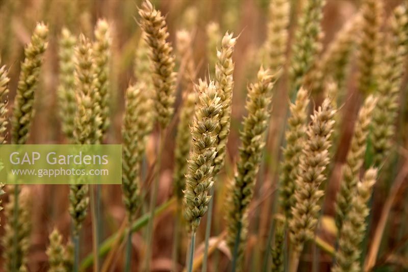 Wheat - Triticum spp ripening in the field