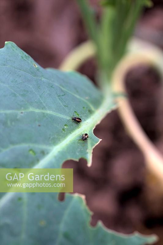 Flea Beetle - Phyllotreta nemorum on young cauliflower plants - note puncture marks on leaf surface