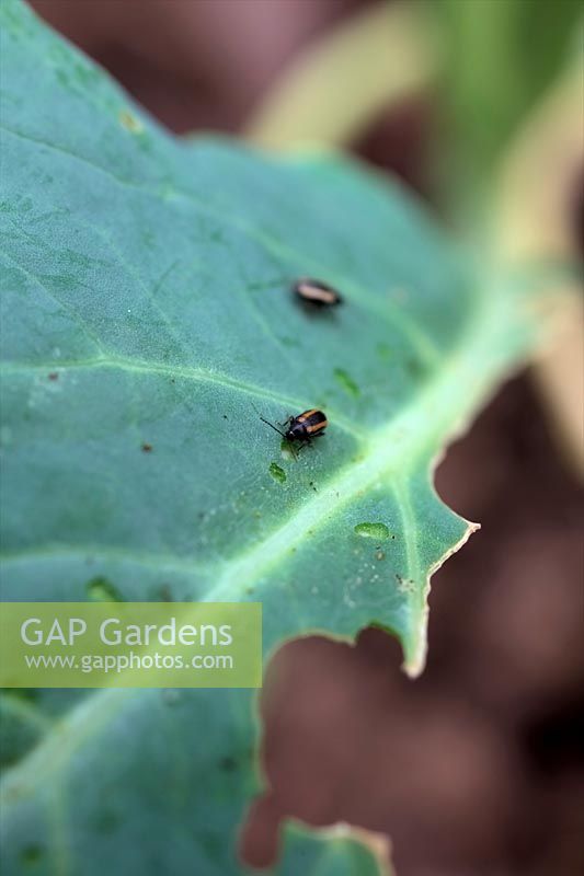 Flea Beetle feeding - note puncture marks on leaf surface - Phyllotreta nemorum on young cauliflower plants