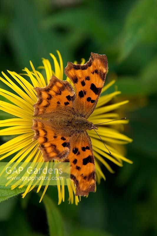 omma butterfly - Polygonia c-album on Inula hookeri