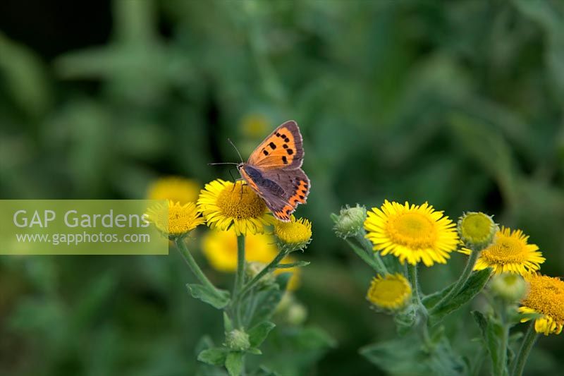 Small copper butterfly - Lycaena phlaeas feeding on Fleabane - Pulicaria dysenterica