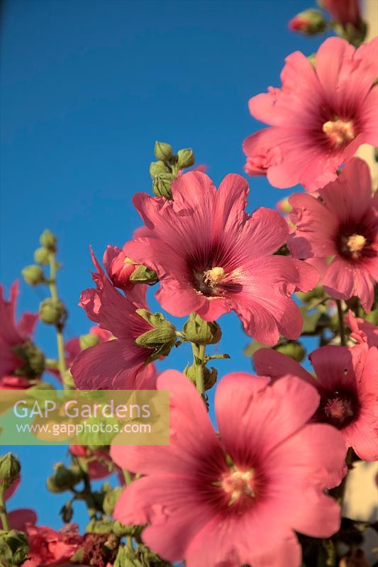 Alcea ficifolia - Singhle pink Hollyhock with blue sky