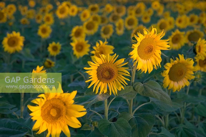 Sunflowers - Helianthus annus - at first light - dawn - sunrise