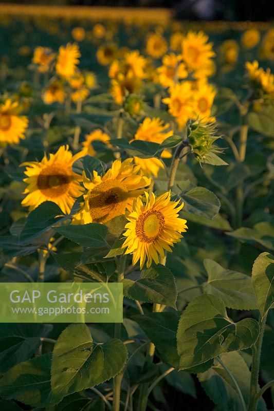 Sunflowers - Helianthus annus - at first light - dawn - sunrise