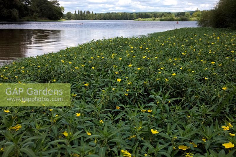 Ludwigia grandiflora the invasive North American water primrose threatening UK. Shown on River Cher, France