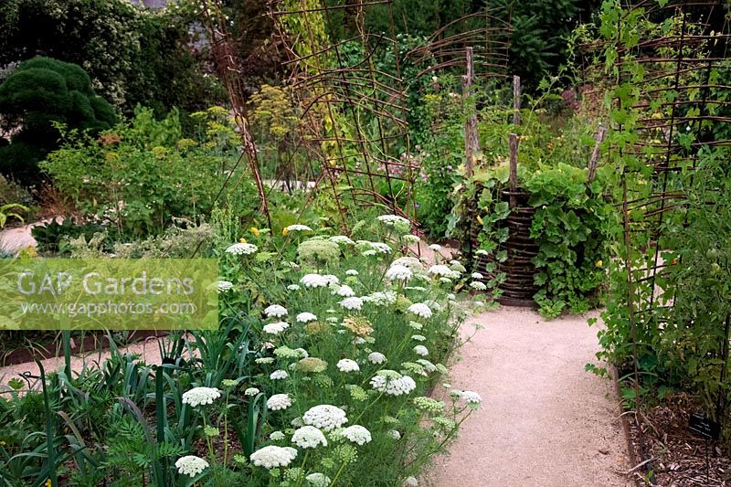 Ammi visnaga in the potager - 2013 at the Garden of the Domaine de Chaumont-sur-Loire