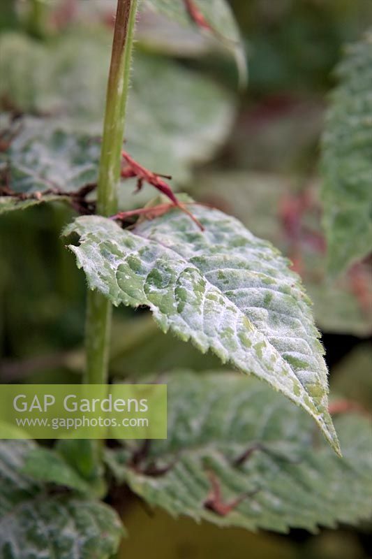 Erysiphe cichoracearum - Powdery mildew symptoms on Monarda 'Ruby Glow'