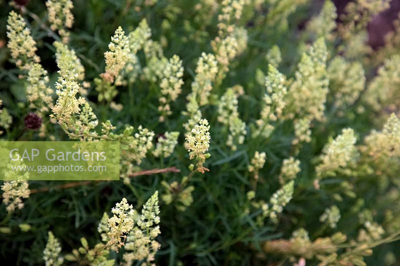 Reseda lutea - Wild Mignonette